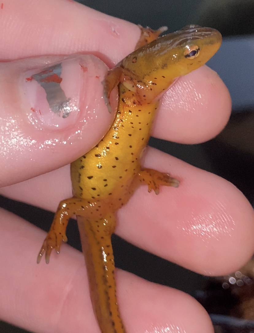 please help!!  : Newts and Salamanders Portal