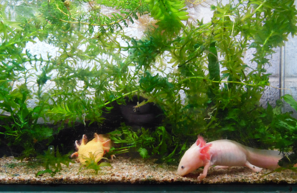 Axolotl live best sale with fish