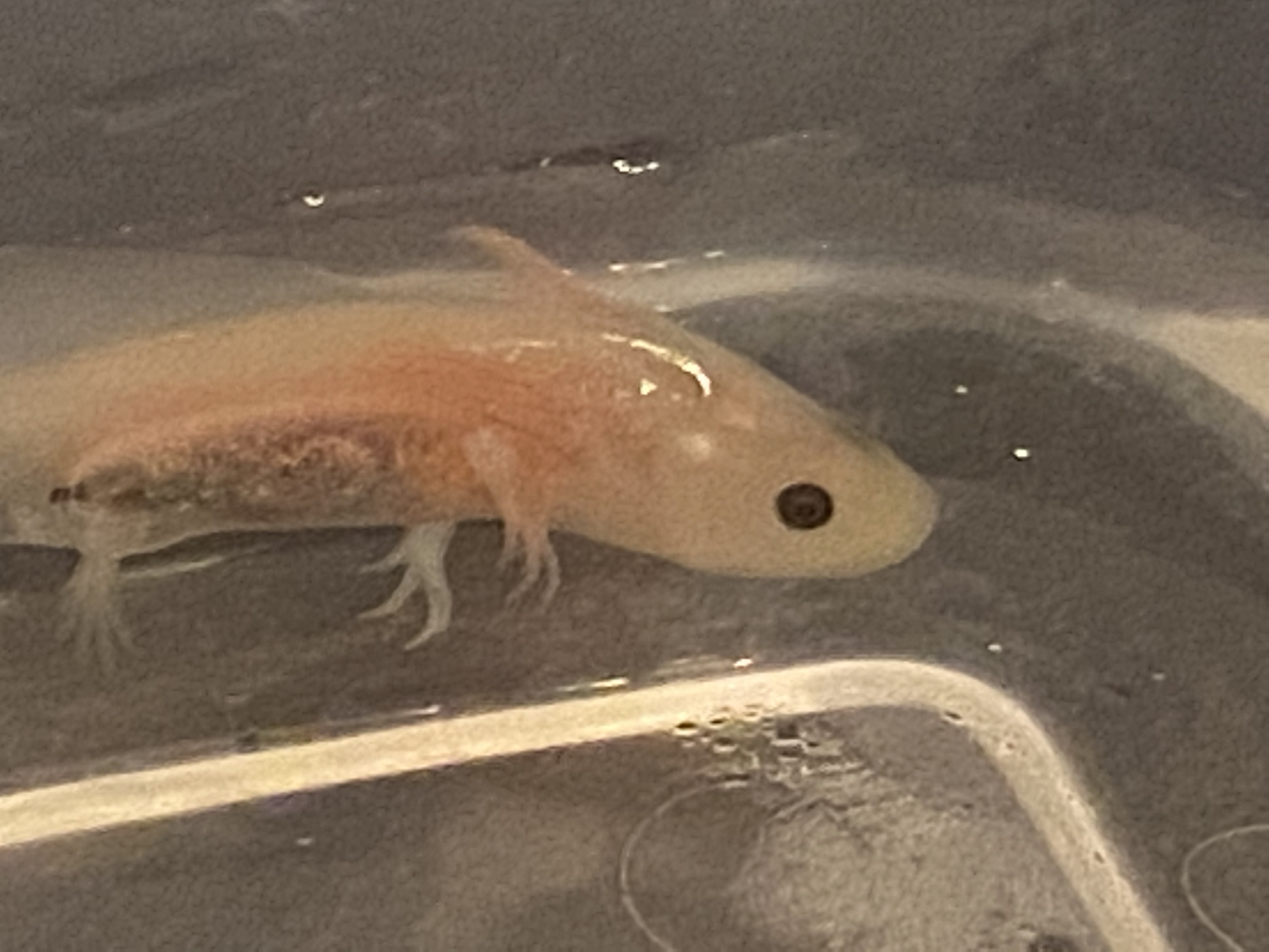 Floating Baby Axolotls 5 Weeks Old Caudata Org Newts And Salamanders Portal