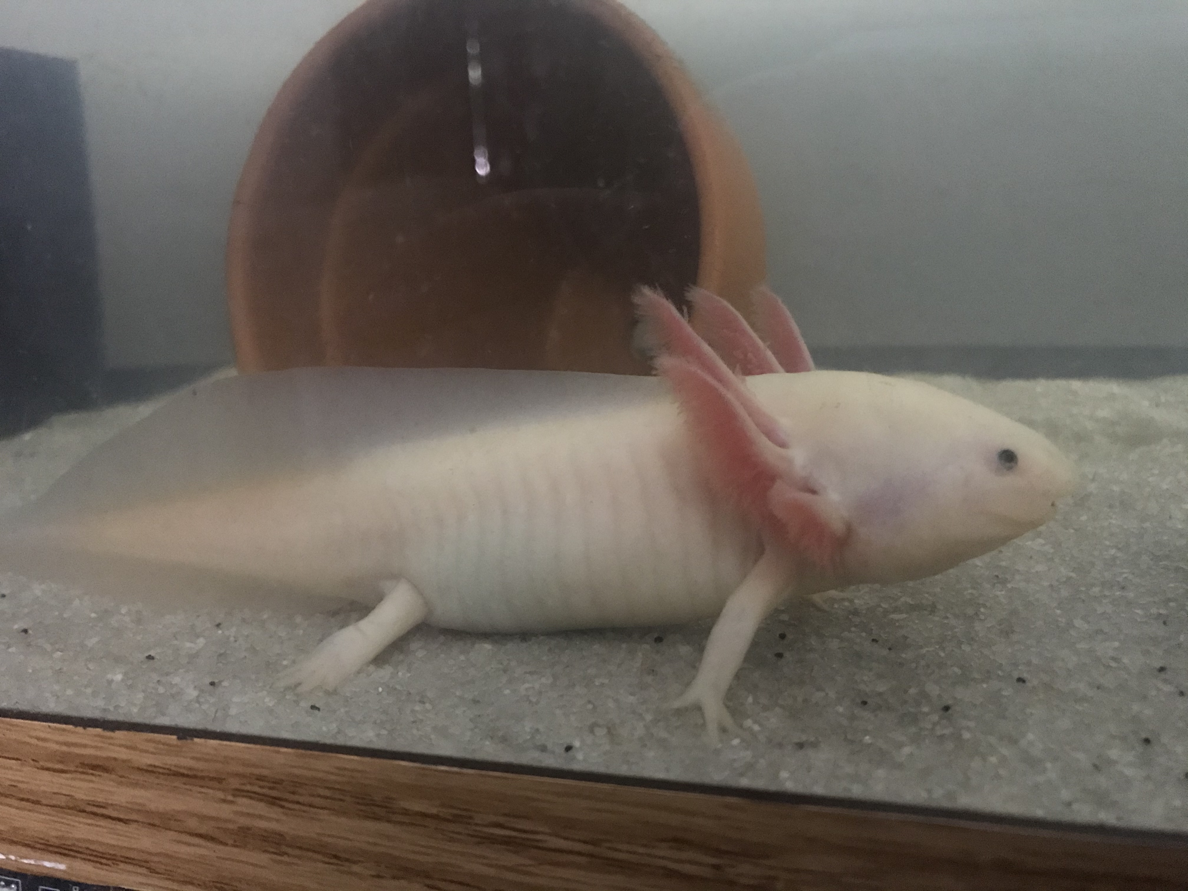 Axolotl Always Hungry Caudata Org Newts And Salamanders Portal