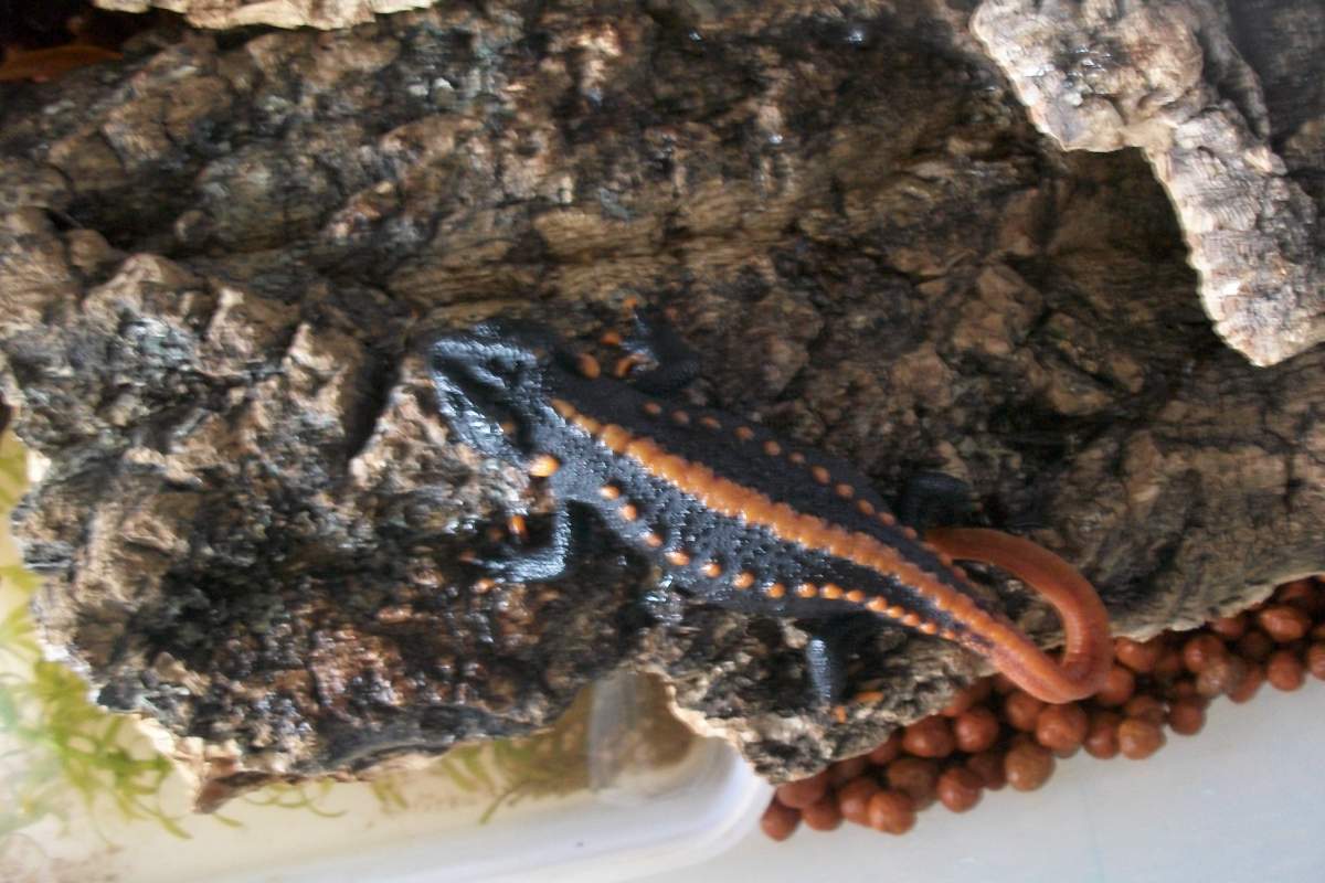 Breeding Tylototriton Cf Kweichowensis Newts And Salamanders Portal