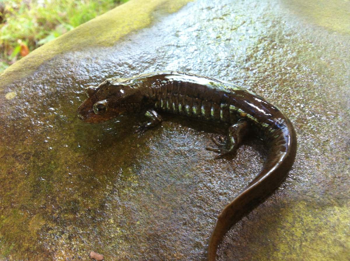 Smokey Mountains⁠ ⁠ Repost By: @americanmamushi⁠ ⁠ Spring Salamander  (Gyrinophilus porphyriticus) from the Smokeys⁠ ⁠ Althoug