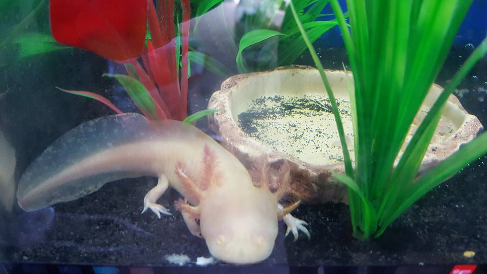 First Axolotl Can Someone Help Confirm Sexcolor Newts And Salamanders Portal