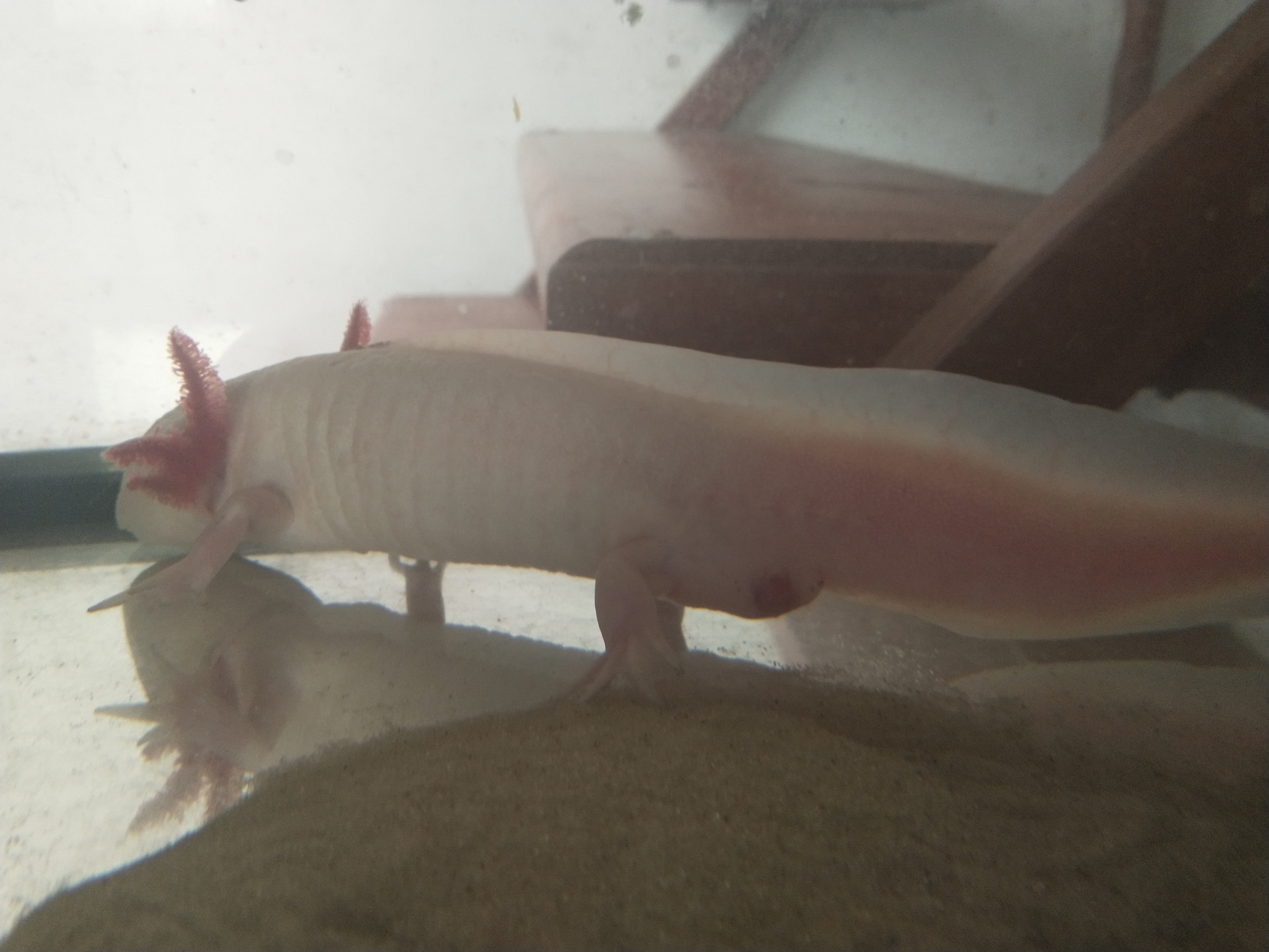 Cloaca Axolotl Problem Caudata Org Newts And Salamanders Portal