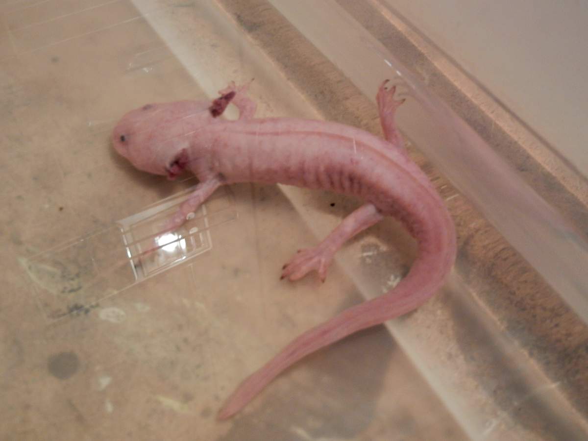 1 dead, 2 sick axolotls | Caudata.org: Newts and Salamanders Portal