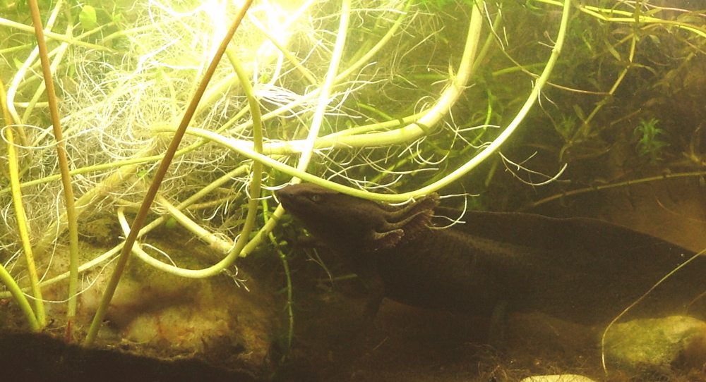 larval axolotl feeding in wild.. | Caudata.org: Newts and Salamanders ...