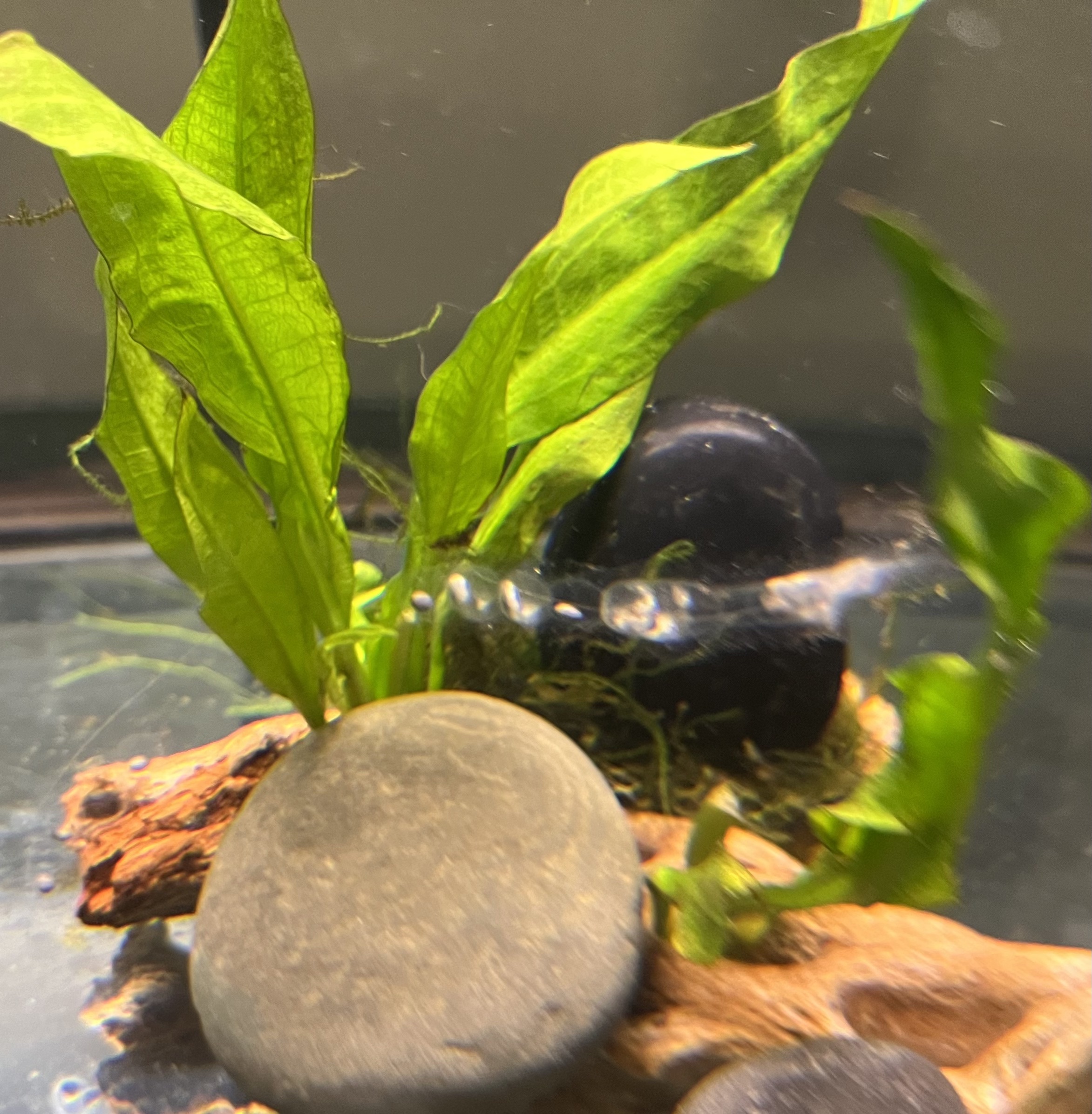 axolotleggs3.jpg