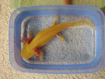 Male/Female, Leon/Leona or Leanne | Caudata.org: Newts and Salamanders ...