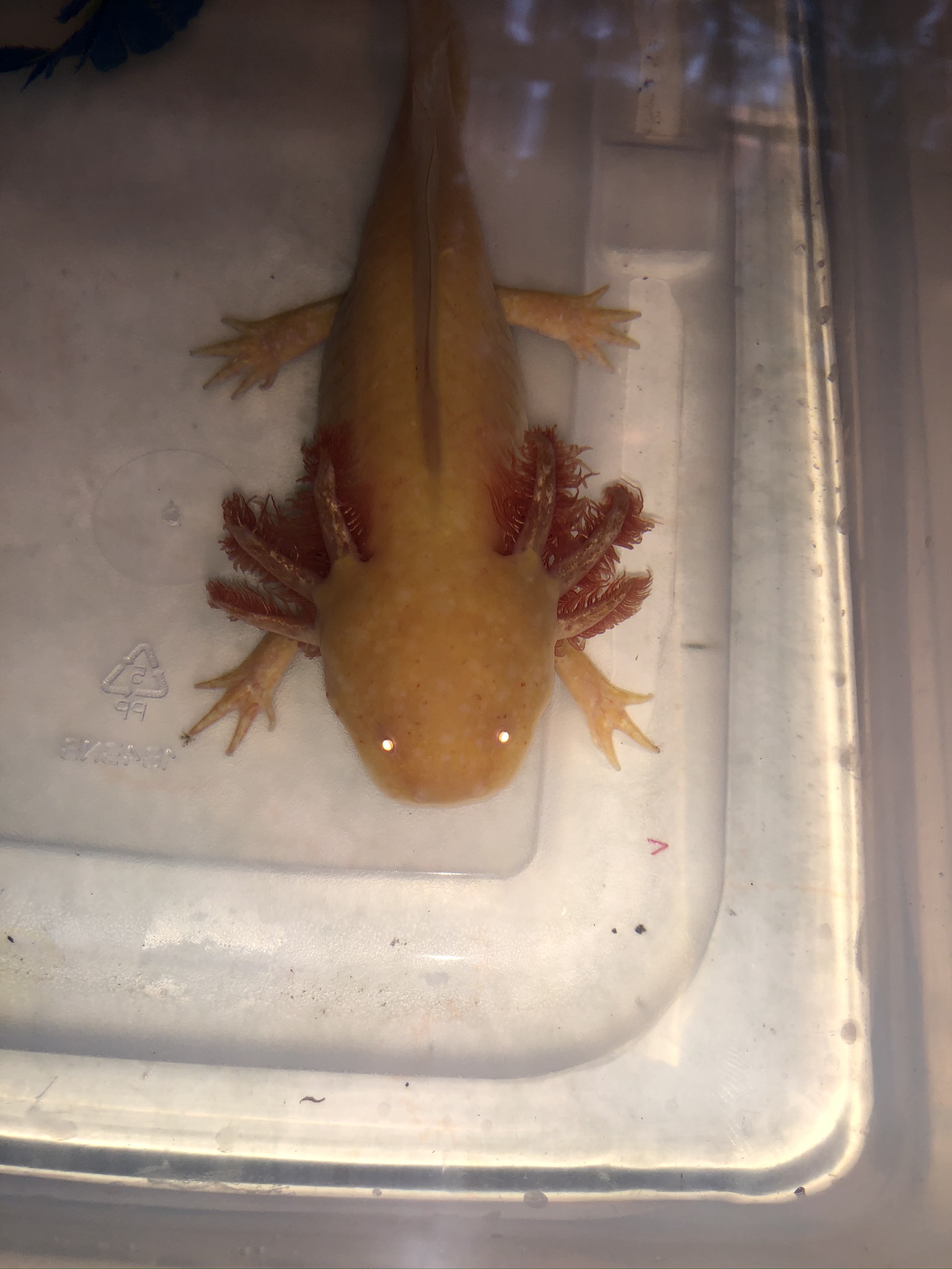 Possible bacterial infection. | Caudata.org: Newts and Salamanders Portal