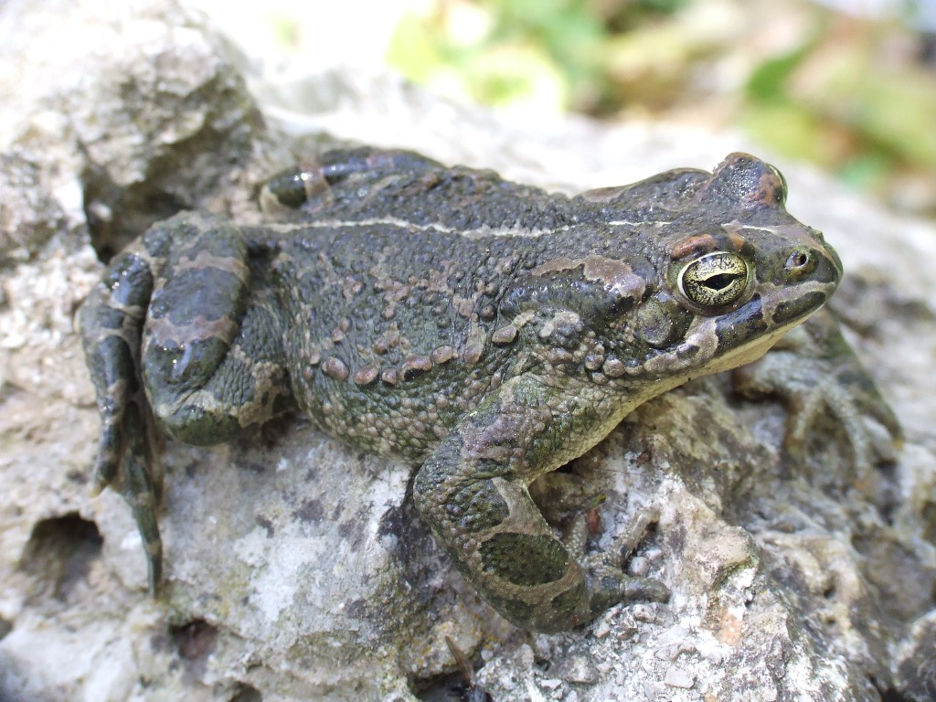 Herping in Calabria and Sicilia (Southern Italy) | Caudata.org: Newts ...