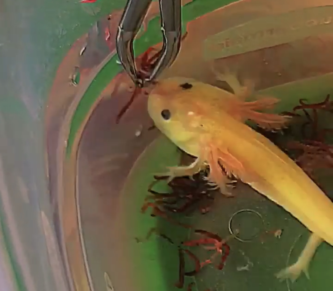 Baby axolotl deals throwing up