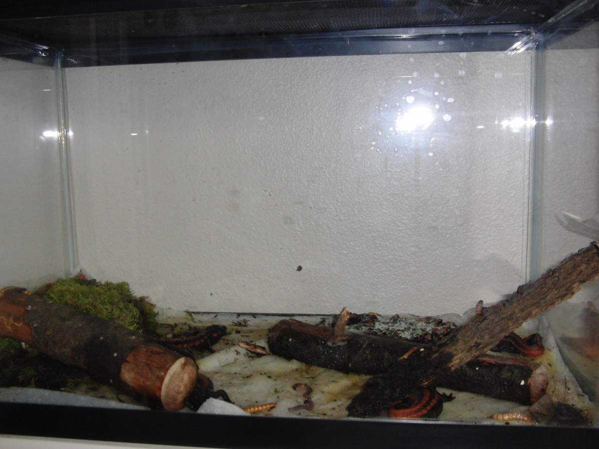 Transparent tank funk?  : Newts and Salamanders Portal