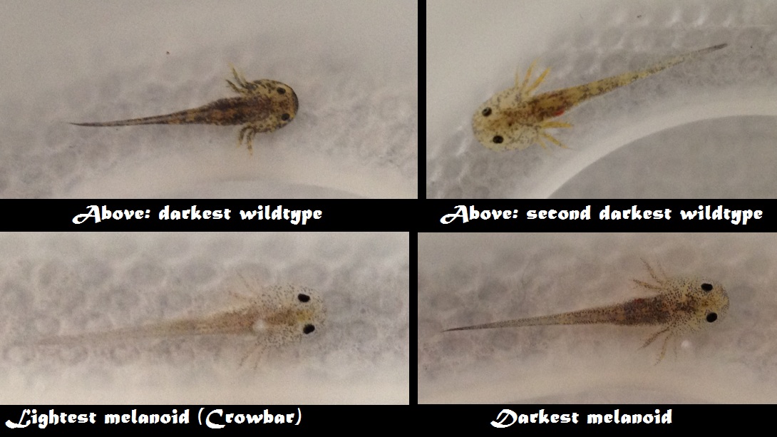 axolotl color variations