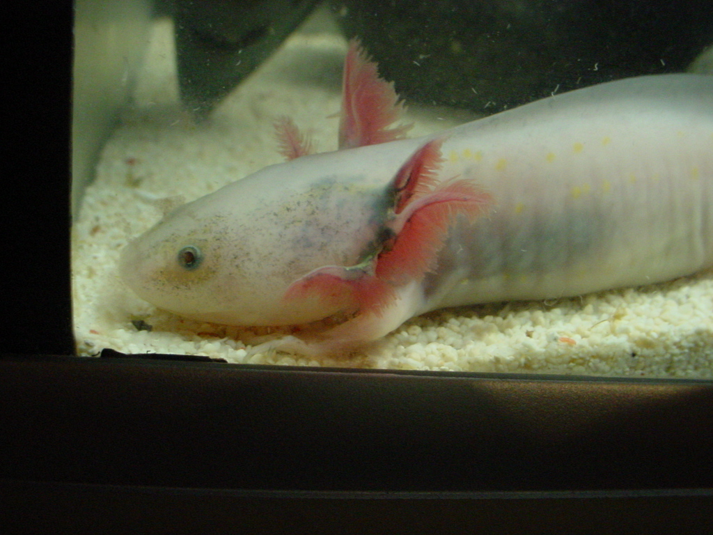 Why Does My Axolotl Have Black Gill Caudata Org Newts And Salamanders Portal