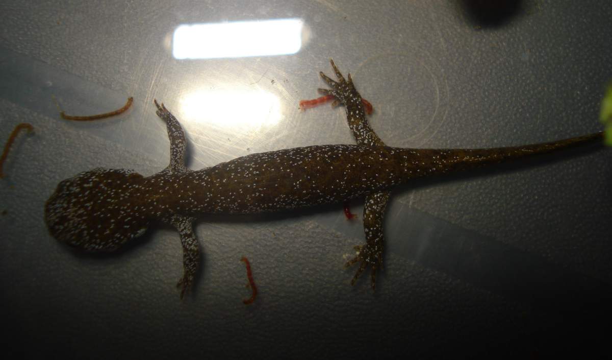 Hynobius Dunni | Caudata.org: Newts And Salamanders Portal