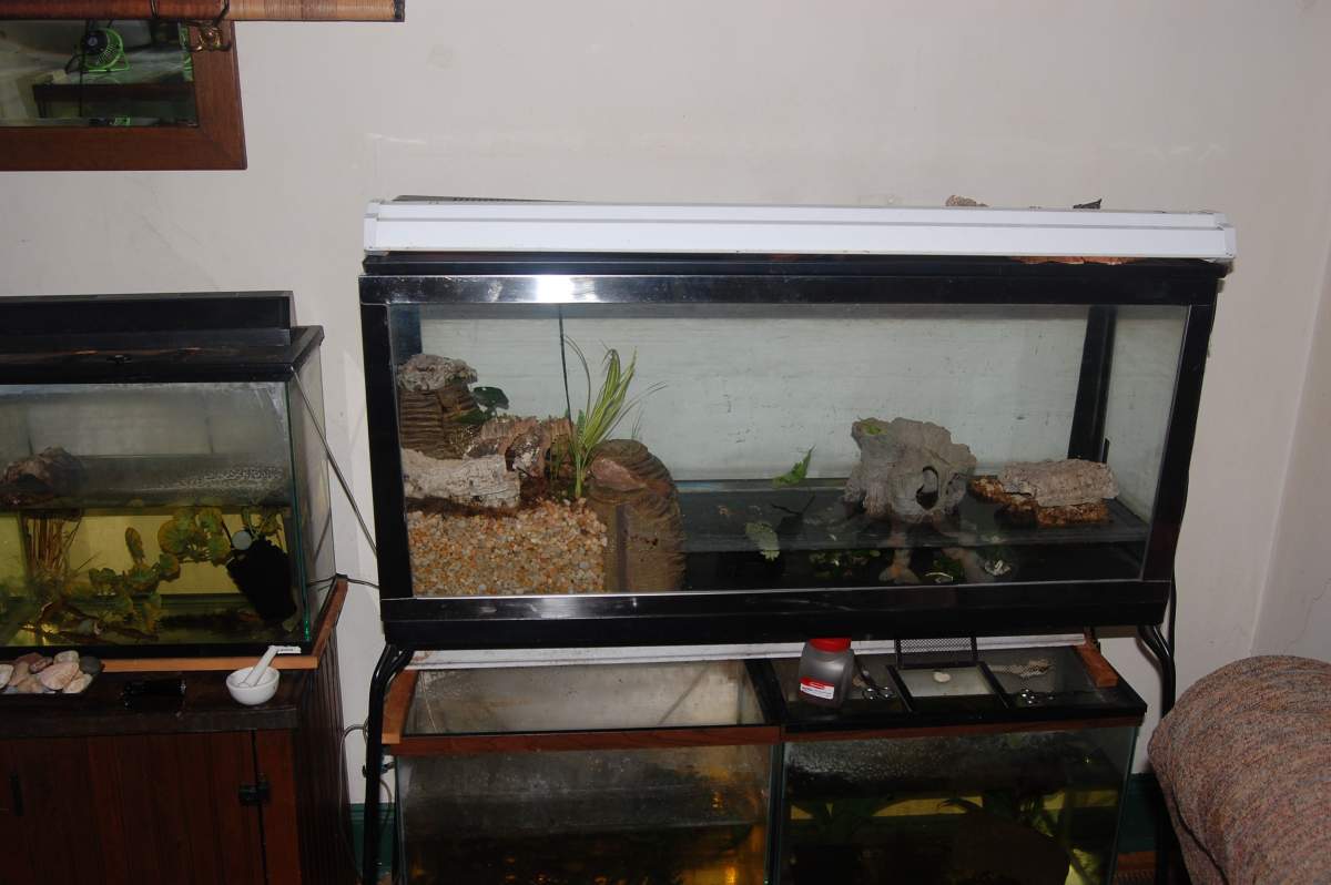 T. verroucossus classic stainless viquarium | Caudata.org: Newts and ...