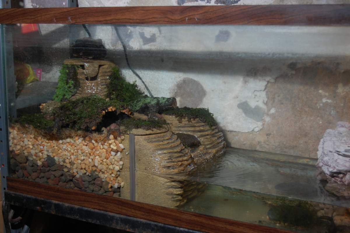 Viquarium Stream Set Up Caudata Org Newts And Salamanders Portal