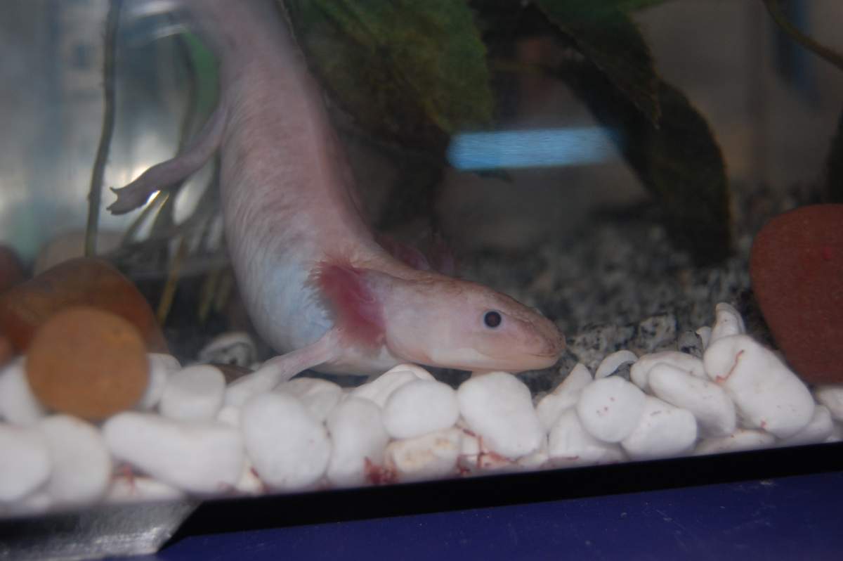 Question Why Is My Wild Type Axolotl Losing His Colour Caudata Org Newts And Salamanders Portal