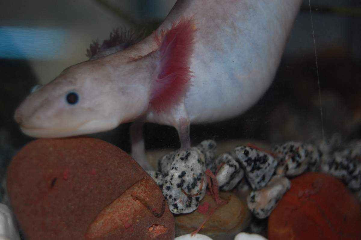 Question Why Is My Wild Type Axolotl Losing His Colour Caudata Org Newts And Salamanders Portal