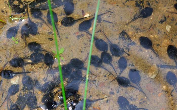 tadpole identification