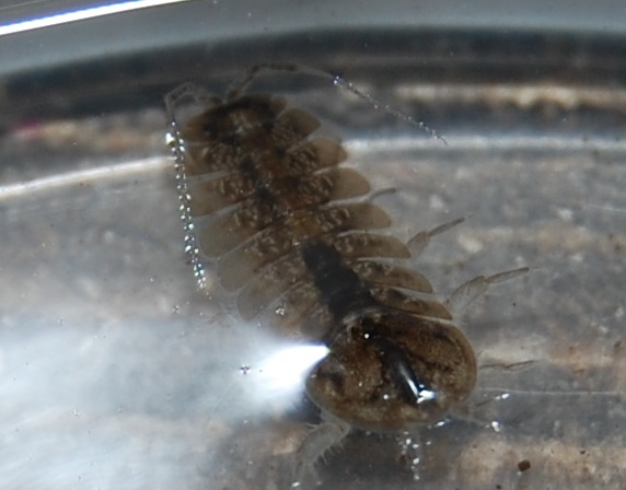 Two-spotted Water Hog-louse
