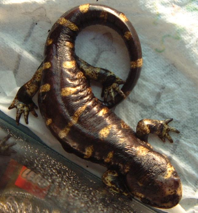 Tiger Salamander septicemia/fungus? | Caudata.org: Newts and ...