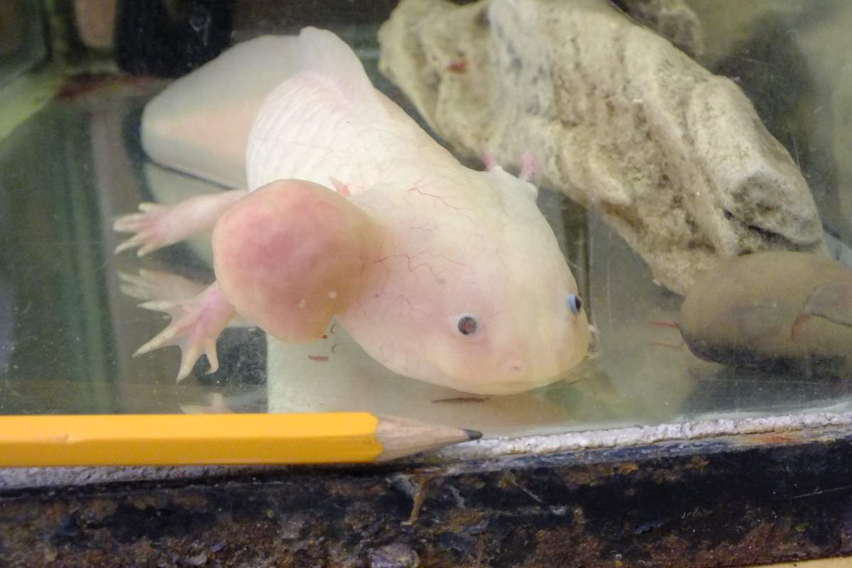 Illness/Sickness: - Axolotl With A Lump | Caudata.org: Newts And ...