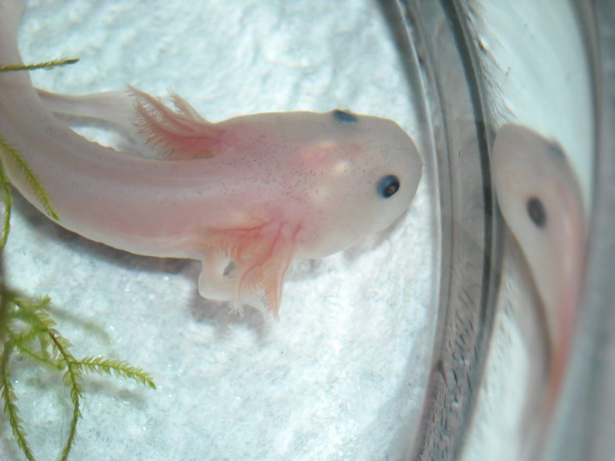 Question New Axolotls Staying In A Corner Newts And