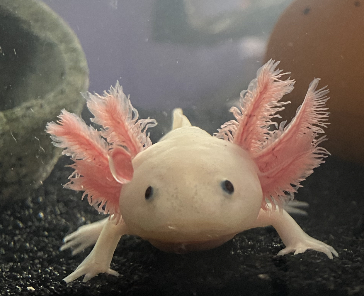 His gills are so fluffy | Caudata.org: Newts and Salamanders Portal