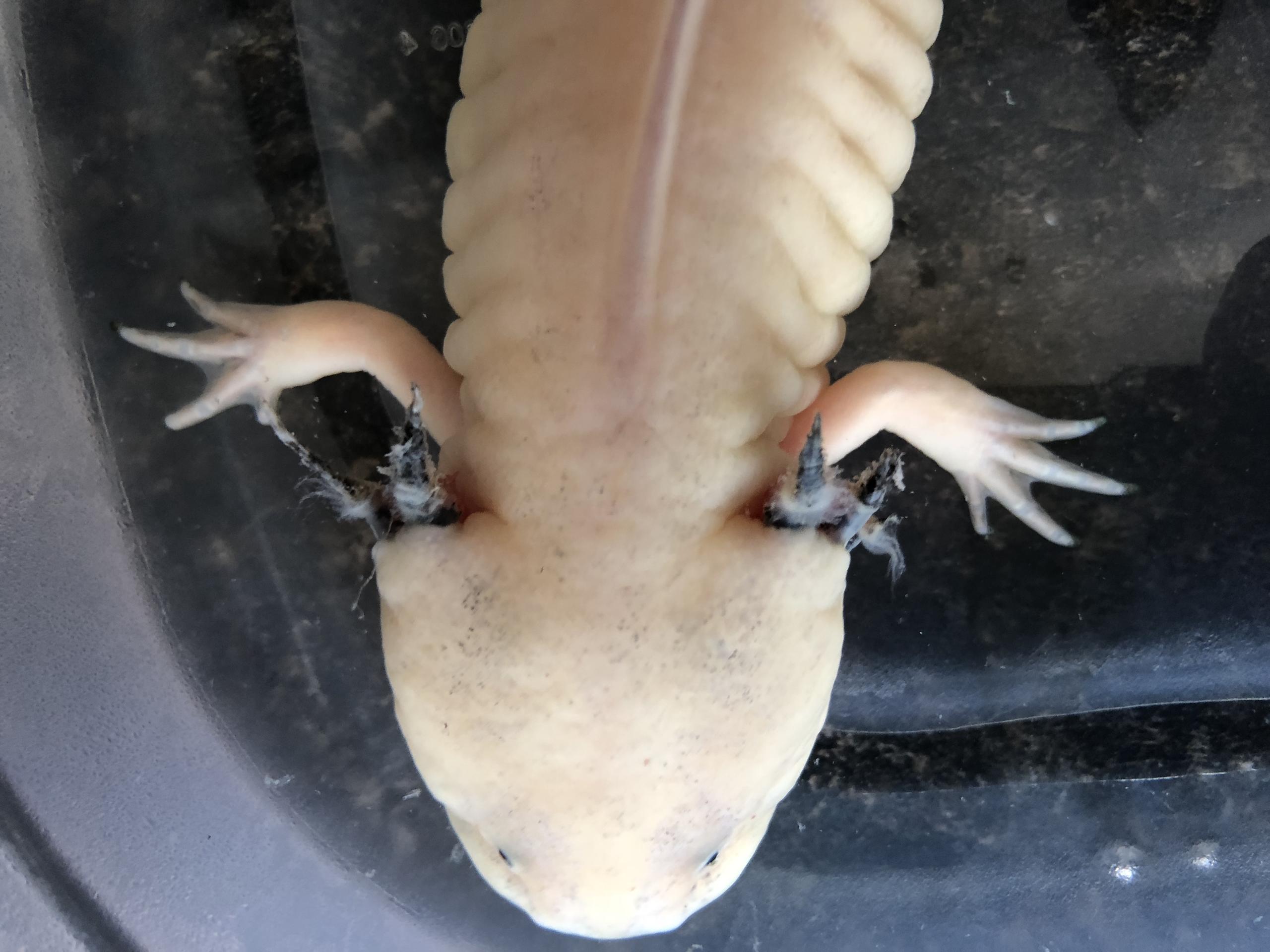 Axolotl Shedding Skin/Slime coat?  : Newts and Salamanders  Portal