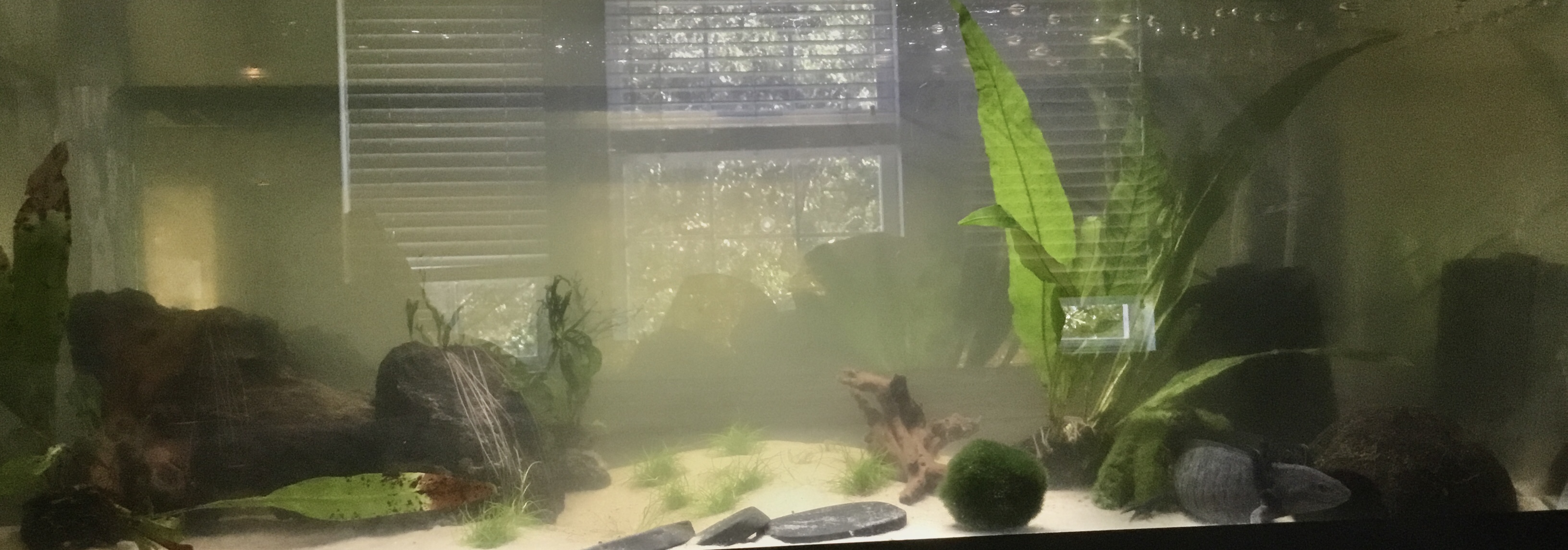 Post Your Axolotl Aquascapeaquarium Art Set Up Newts