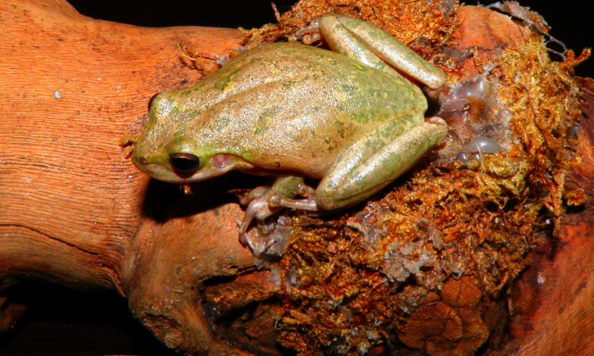 More treefrogs continued | Caudata.org: Newts and Salamanders Portal