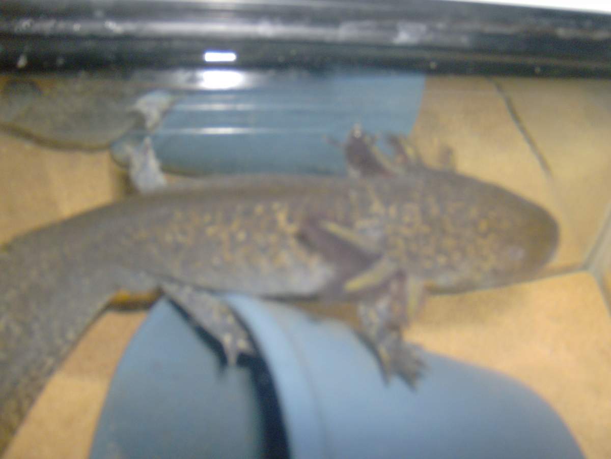 Axolotl Gender Thread Newts And Salamanders Portal