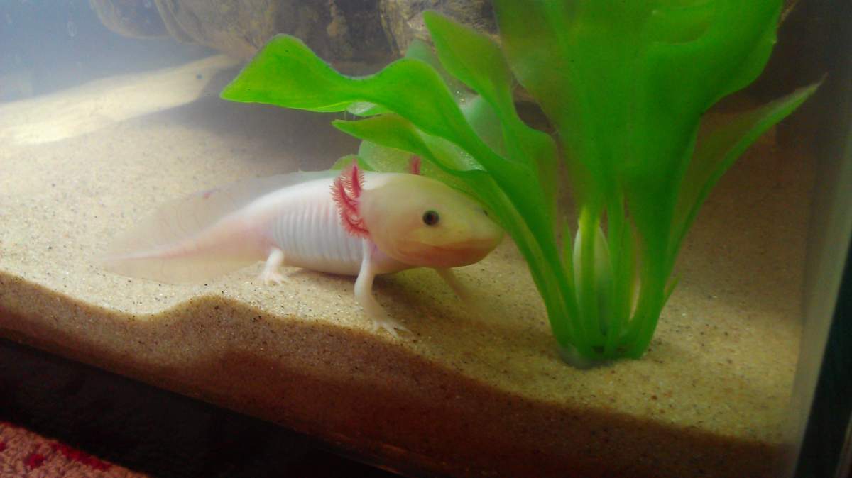 Aristotl's smile, actually the mouth is full of axolotl food which was  snatched quickly from my hand. Lovely smile though right? 😊