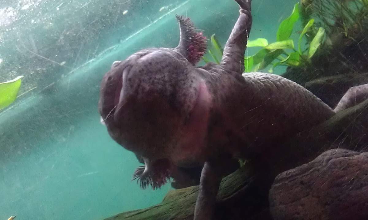 Illness/Sickness: - Axolotl Has Large Lump On One Side Of Neck ...