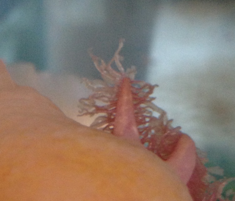 Illness Sickness Bumps On Belly White Crust Around My Axolotl S Mouth Gills 1st Time Owner Please Help Caudata Org Newts And Salamanders Portal
