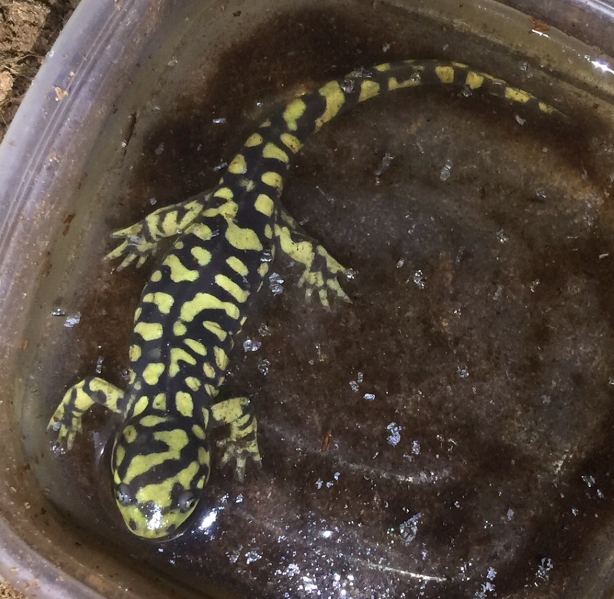 Trouble Determining Sex Of Tiger Salamander Newts And Salamanders Portal