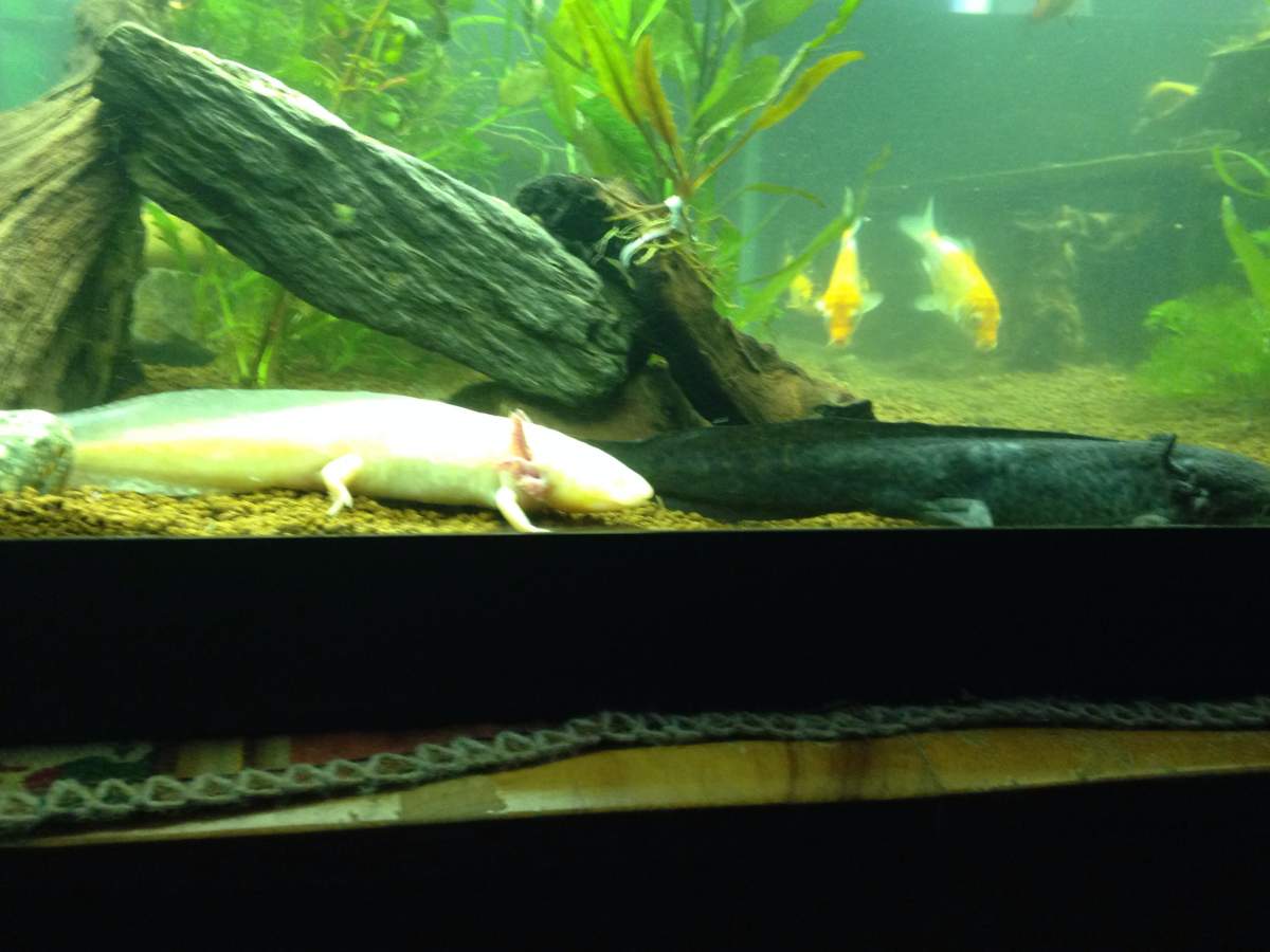 Question Axolotl Gender Newts And Salamanders Portal