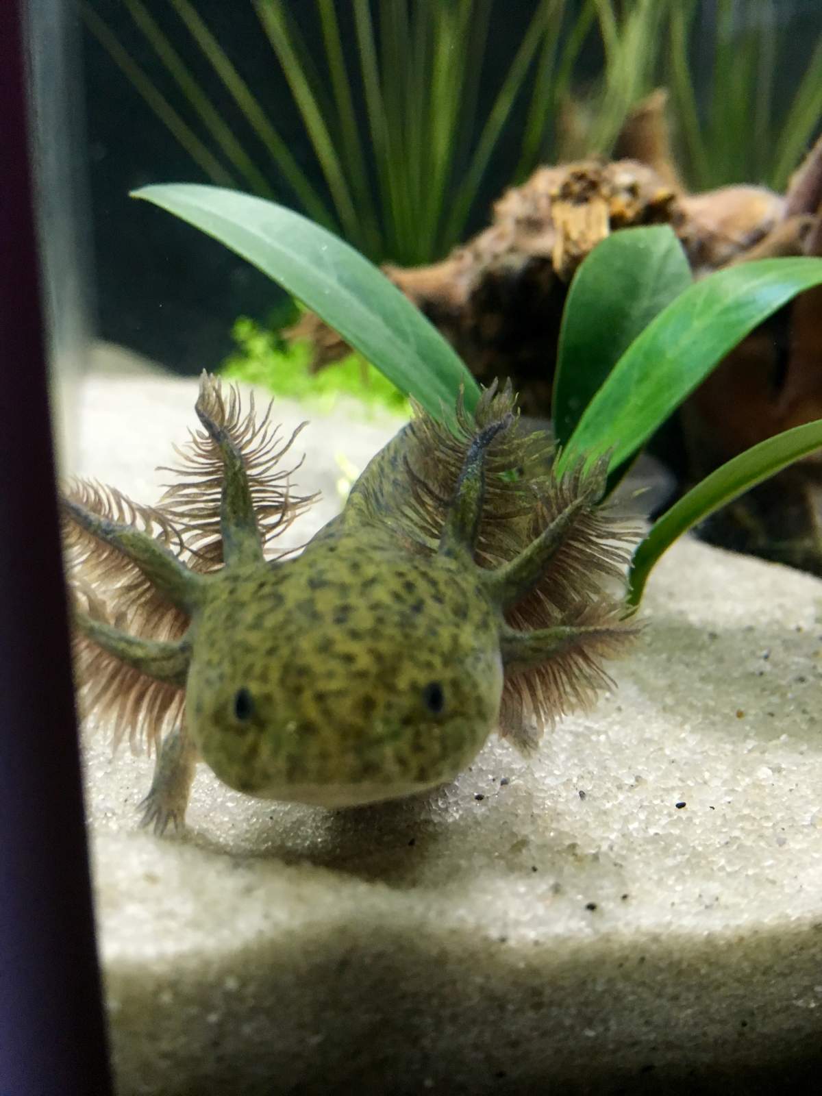 Axolotl with a... Gill growing out of a gill? | Caudata.org: Newts and ...