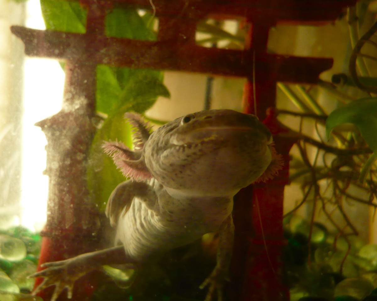 Axolotl Won T Hide Caudata Org Newts And Salamanders Portal