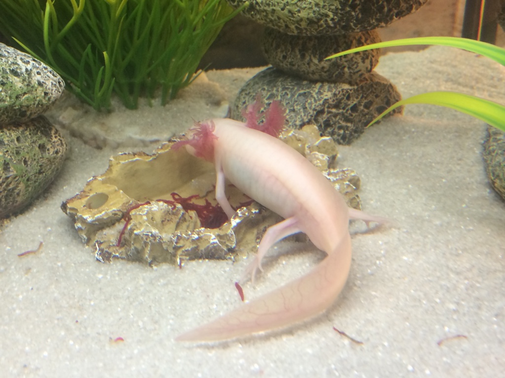 My First Axolotl Couple Of Questions Newts And