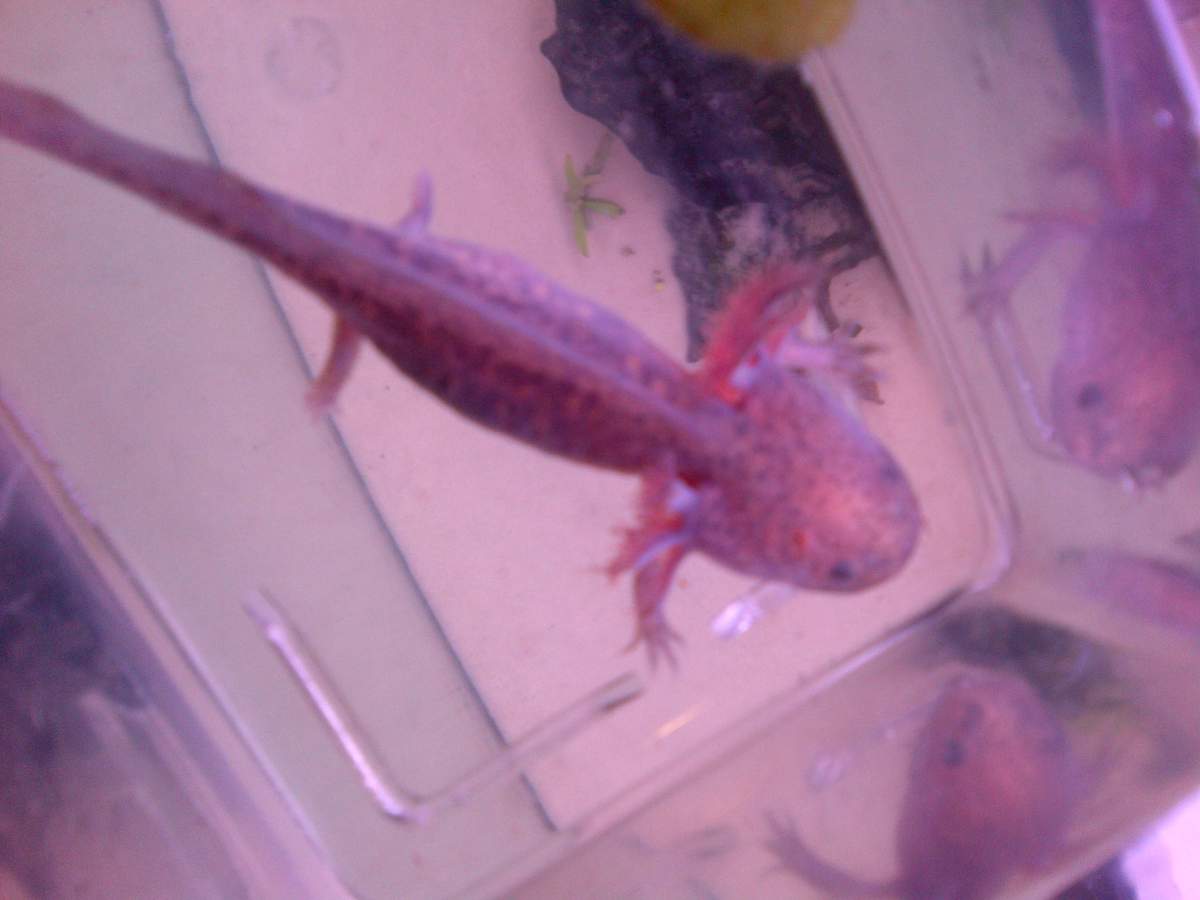 What sex is my axolotl?? and what color? | Caudata.org: Newts and  Salamanders Portal