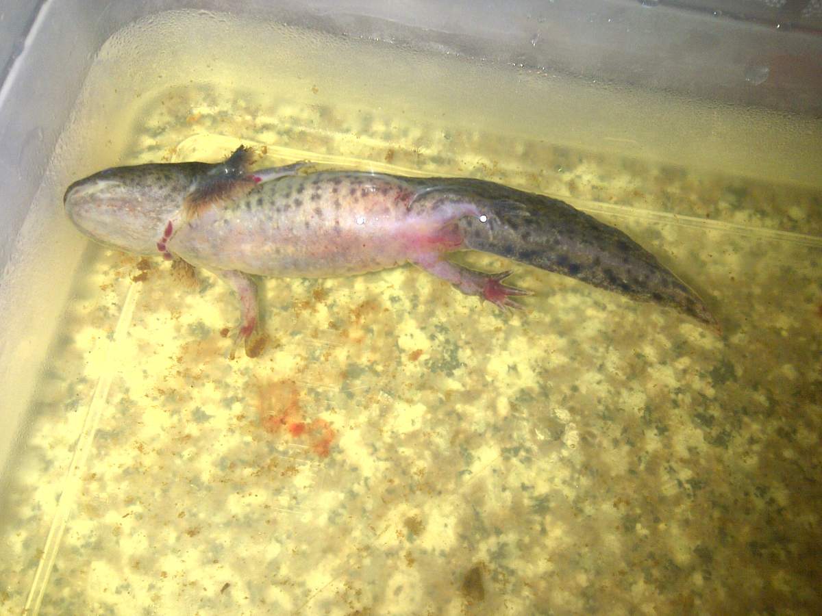 Dying Axolotl WHY? Newts and Salamanders Portal