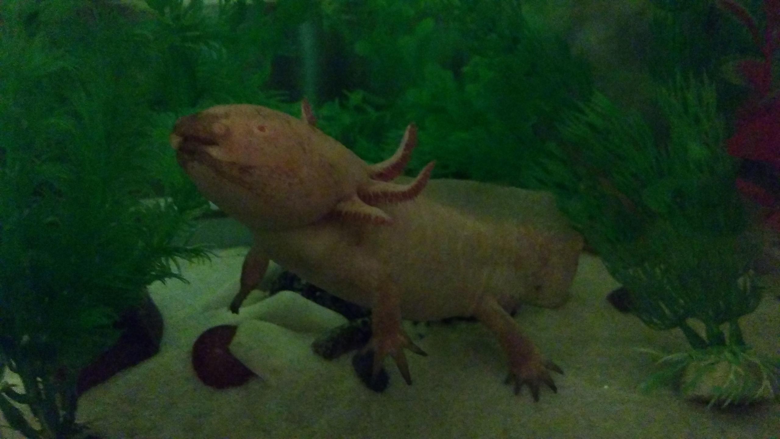 Black Pigment And Speckles On Golden Albino Axolotl Face Caudata Org Newts And Salamanders Portal