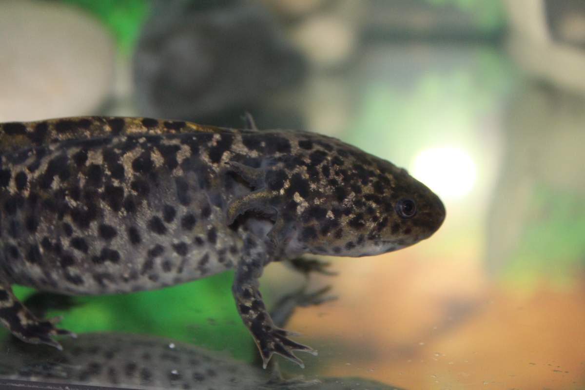 Andersoni, Axolotl or a hybrid? | Caudata.org: Newts and Salamanders Portal