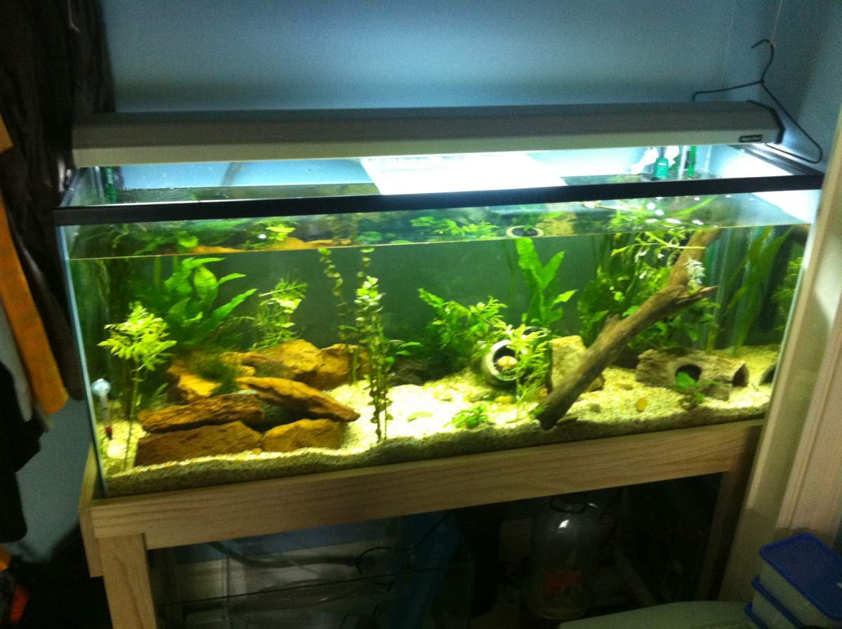 Photo: - Planted Axolotl Aquascape Tank | Caudata.org: Newts and ...