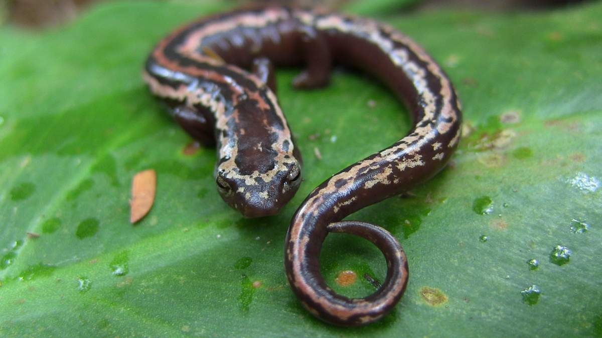 Male Bolitoglossa Mexicana | Caudata.org: Newts And Salamanders Portal