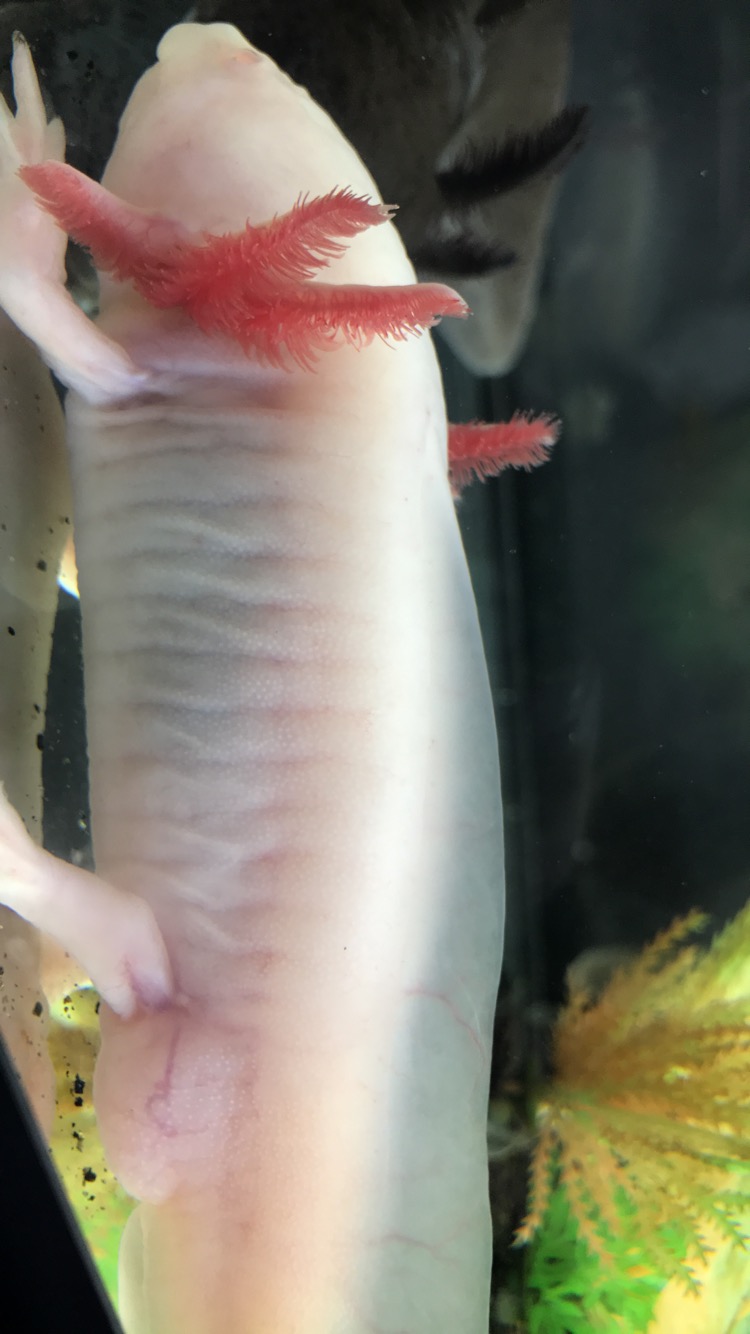 Question What Are The Sex Of My Axolotls Newts And