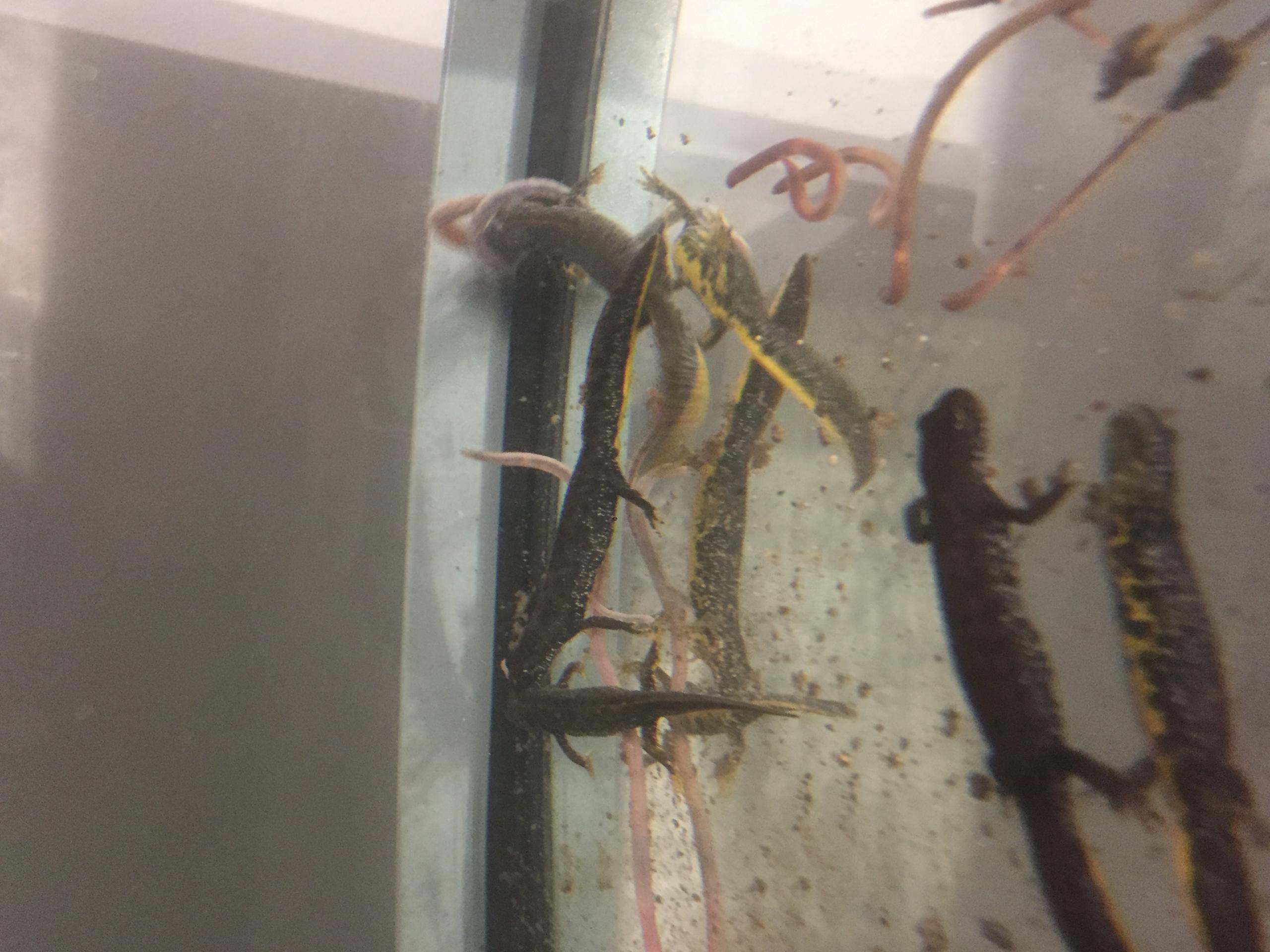 My Beautiful CB Triturus Cristatus | Caudata.org: Newts And Salamanders ...