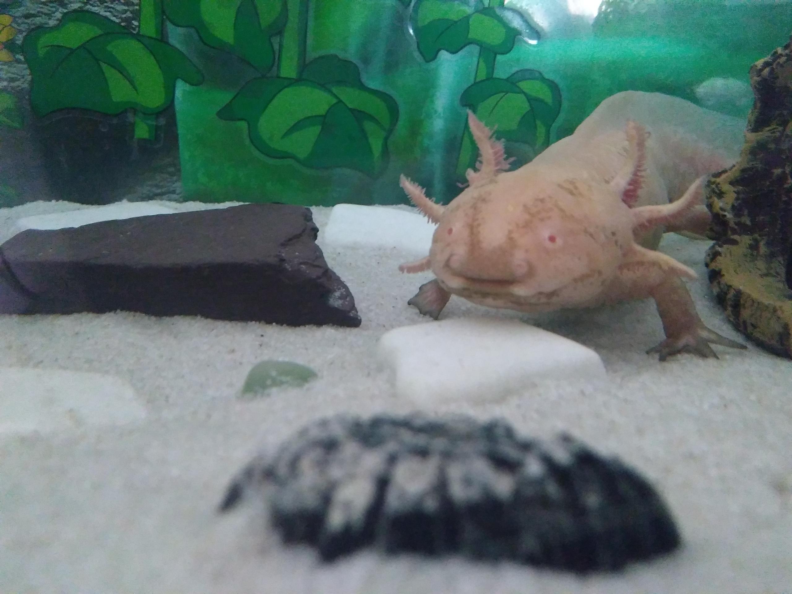 Black Pigment And Speckles On Golden Albino Axolotl Face Caudata Org Newts And Salamanders Portal